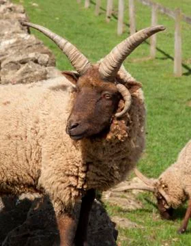 Hebridean sheep Stock Photos