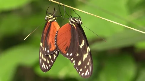 Hecale Longwing Adult Breeding Pair Monteverde Reproduction Winter Stock Footage 43190945