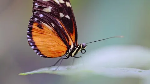 Hecale Longwing butterfly perches on a leaf, 4K footage Stock Footage 292827123