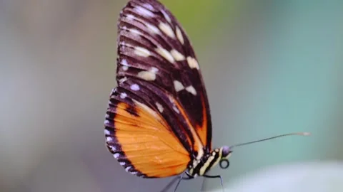 Hecale Longwing butterfly perches on a leaf, 4K footage Stock Footage 293743391
