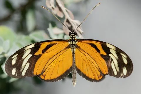 Hecale Longwing Butterfly Stock Photos