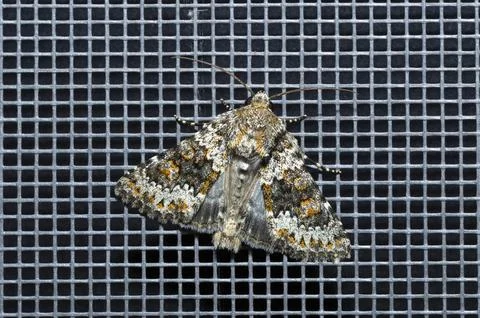Hecatera dysodea, the small ranunculus moth isolated, top view Stock Photos