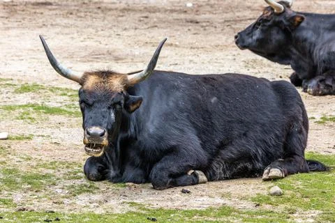 Heck cattle, Bos primigenius taurus or aurochs in a German park Stock Photos