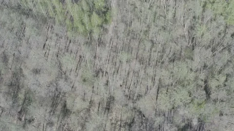 Heck cattle going through forest (D-log) Stockbeeldmateriaal 147137958