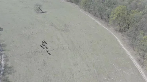 Heck cattle running through field (D-log) Stockbeeldmateriaal 147138291