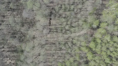 Heck cattle running through forest (D-log) Stockbeeldmateriaal 147138351