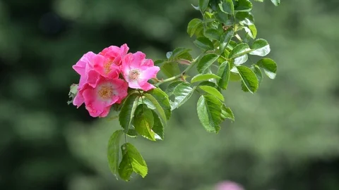 Heckenrose Stock Footage 105876137