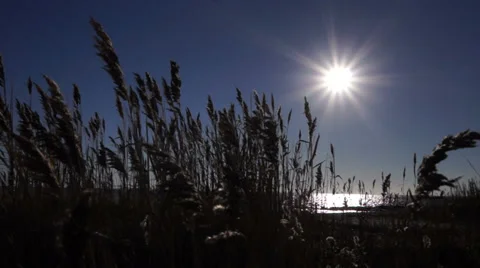Hecksher Park 00011 01 Stock Footage 33340195
