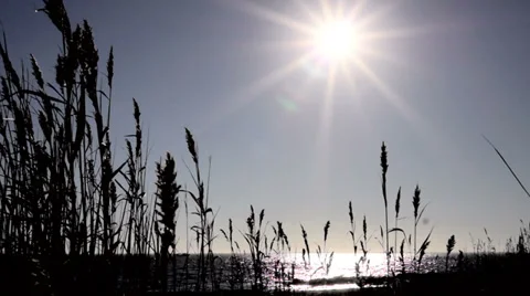 Hecksher Park 00012 01 Video stock 33400595