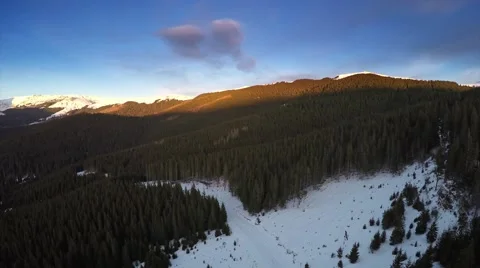 Hectares of Pine Trees Forests Stock Footage 69065209