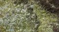 Hectic Ants Close Up 142016 HD Footage