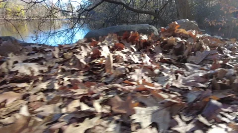 HECTIC LEAF PATH Stock Footage 193727864