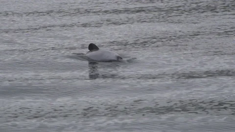 Hector's dolphin at water surface, slow motion, wildlife, endemic, new zealand Stock Footage 132181293