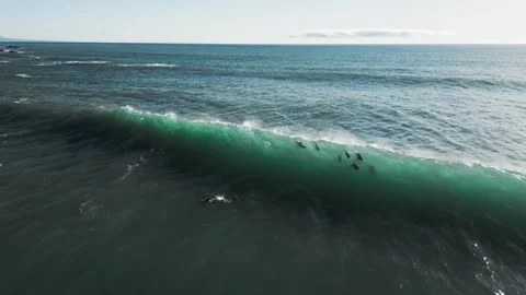 Hector's dolphins (10+) riding clear backlit wave, West Coast, New Zealand, 4K Stock Footage 247001239
