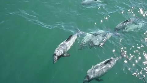 Hector's Dolphins Stock Footage 152513604
