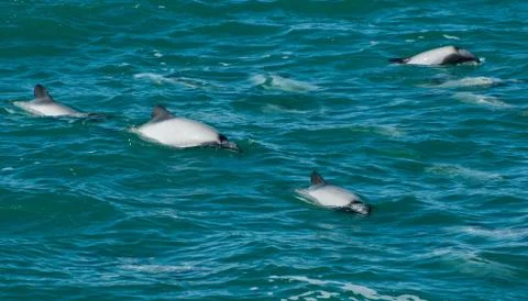 Hector's dolphins Foto stock