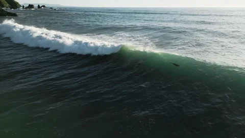 Hector's dolphins riding backlit wave, New Zealand, 4K, aerial Stock Footage 247119879