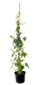 Hedera helix Stock Photos