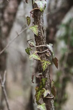 Hedera helix on tree trunk in forest Foto stock