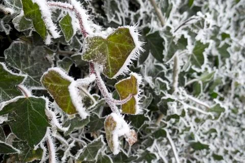 Hedera with snow Foto stock