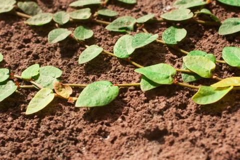 Hedera on the wall Stock-Fotos