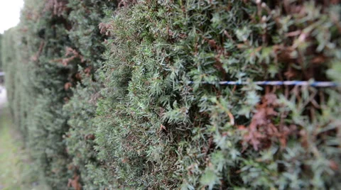 Hedge after trimming Vídeo Stock 42497603