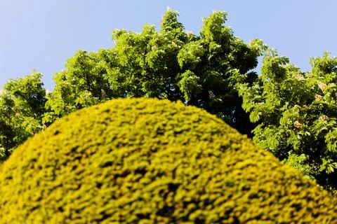 Hedge and tree Stock Photos