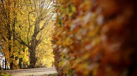 Hedge in autumn Stock Footage 39126945