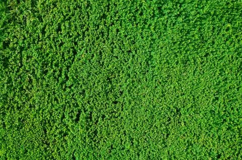 Hedge background Stock Illustration