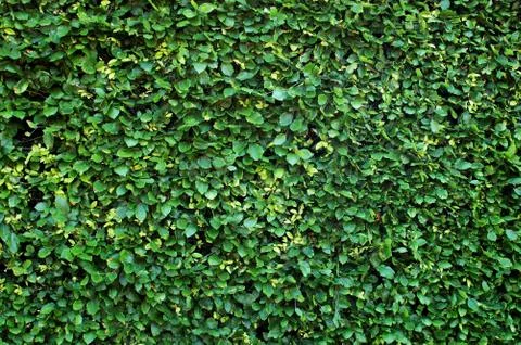 Hedge background Fotos de archivo