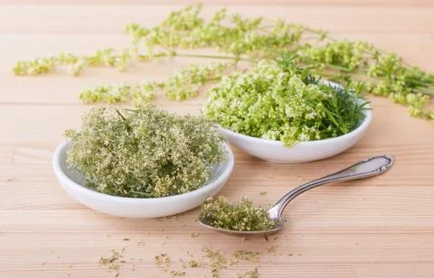 Hedge bedstraw Stock Photos