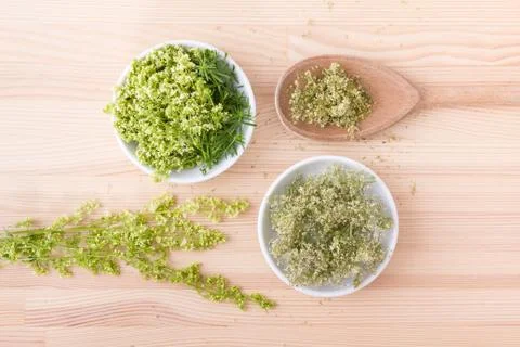 Hedge bedstraw Stock Photos