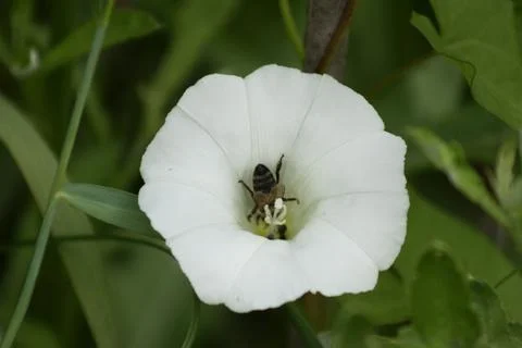 Hedge bindweed in bloom closeup view with a bee inside Stock Photos