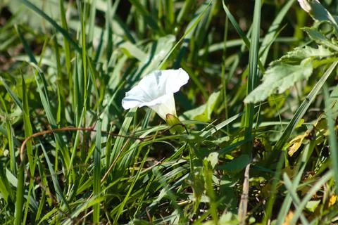 Hedge bindweed in bloom closeup view between grass with selective focus on fo Foto stock