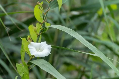 Hedge Bindweed. Stock Photos