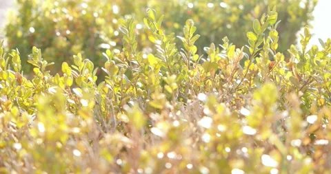 Hedge in bright day Stock Footage 248352697