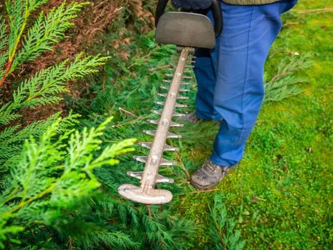 Hedge clipper in the branches of cypress while garden work on trimming hedges Stock Photos