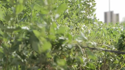Hedge clippers in action Pruning shrubs Stock Footage 264976116