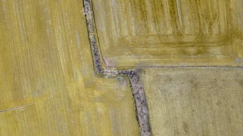 Hedge in the countryside surrounded by wintering fields Stock Photos
