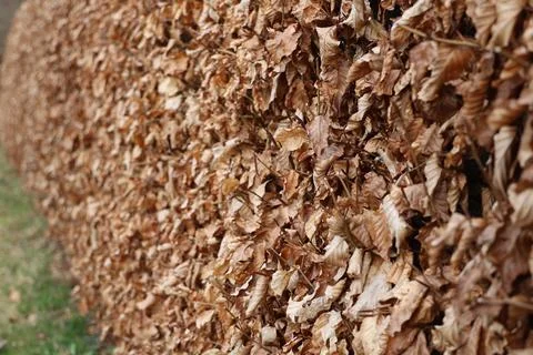 A hedge is covered in leaves, creating a rustic and natural look Stock Photos