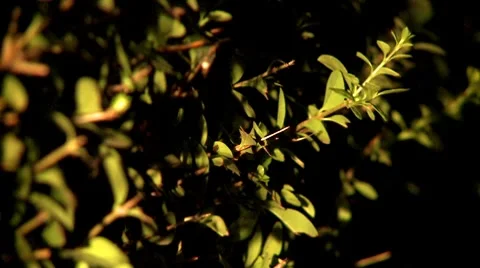 Hedge during the night Stock Footage 8509397