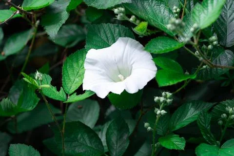 Hedge flower 库存照片