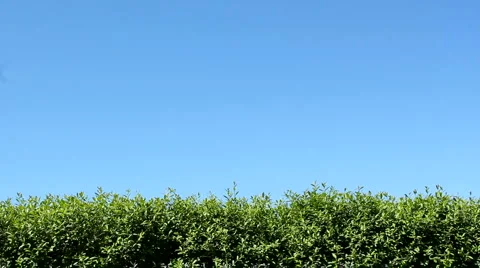 Hedge Stock Footage 4496900