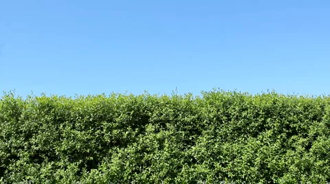 Hedge Stock Footage 4500204