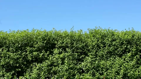 Hedge Stock Footage 4501629