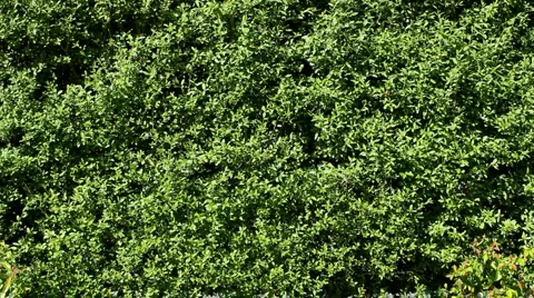 Hedge Stock Footage 4504352