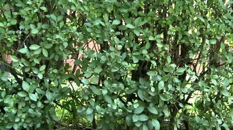 Hedge Video stock 8509326