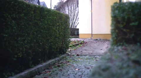 Hedge Stock Footage 31092160