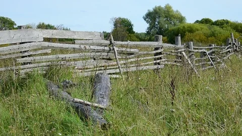 Hedge Stock Footage 115987933