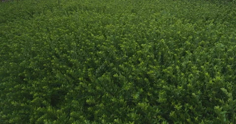 The hedge Stock Footage 144629106